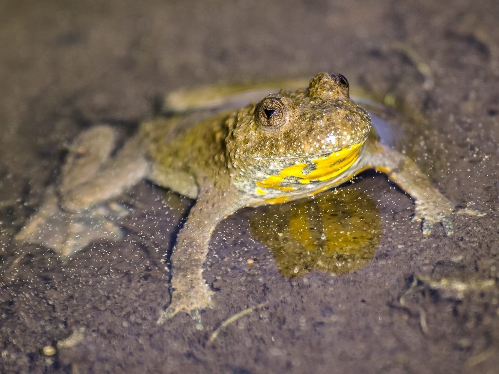 Yellow Bellied Toad 2382988 1280