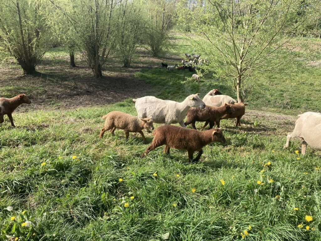 MOUTON